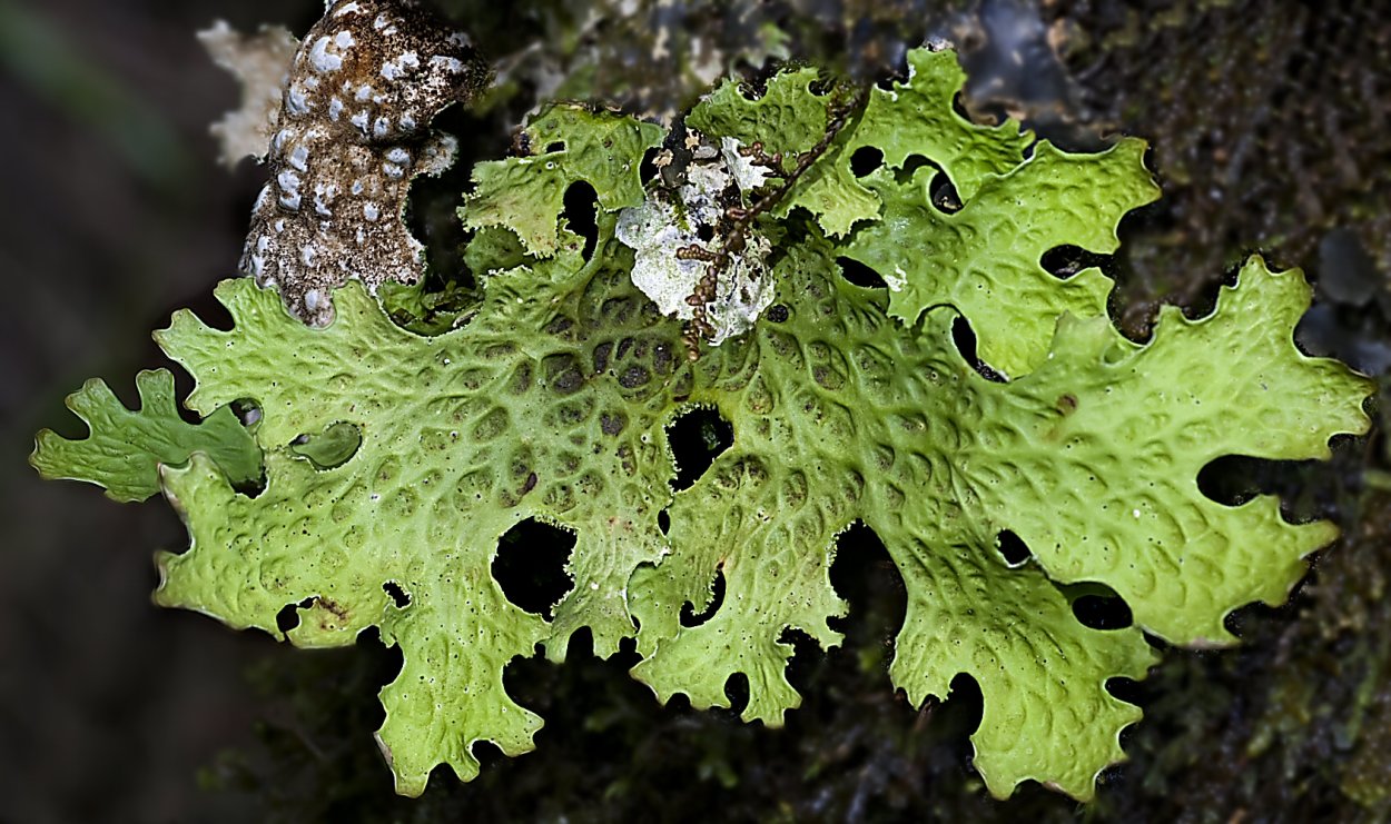 Пармелия бороздчатая