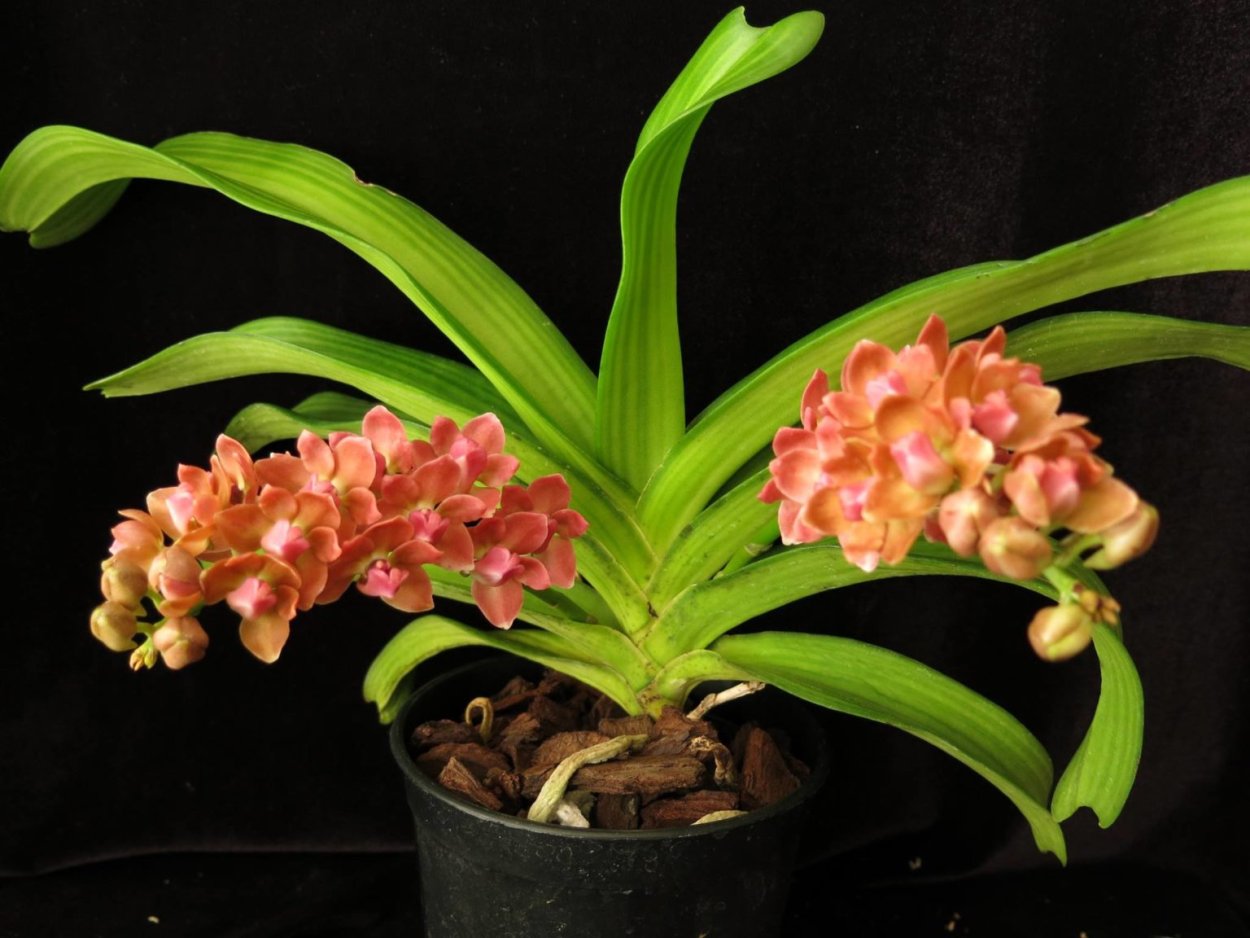 Орхидея Rhynchostylis gigantea