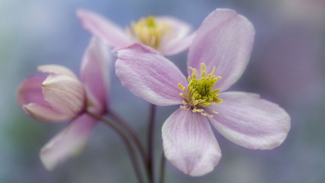 Лютик Йеллоу