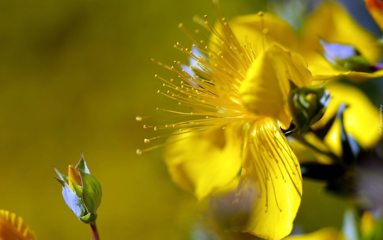 Утро желтые цветы