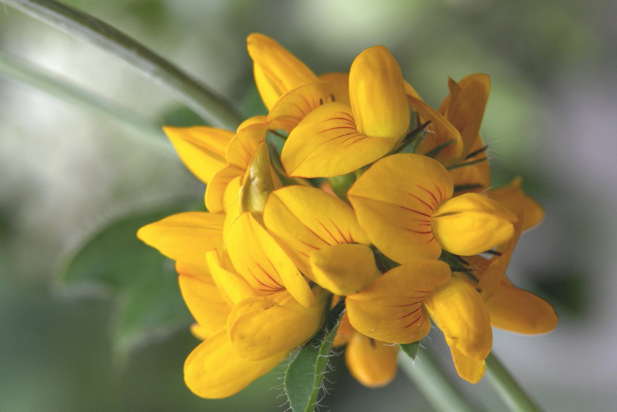 Мимоза и нарциссы