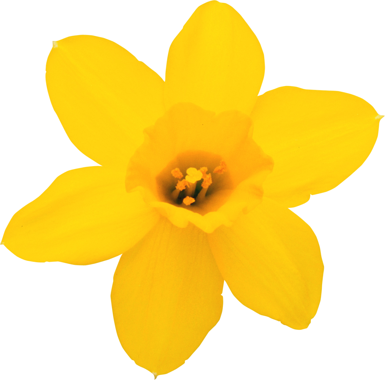 Купальница европейская