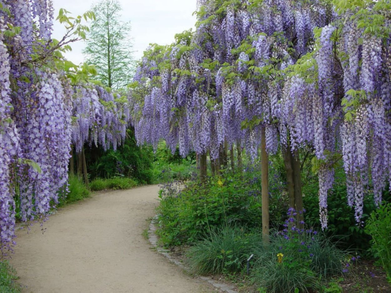 Глициния Wisteria sinensis
