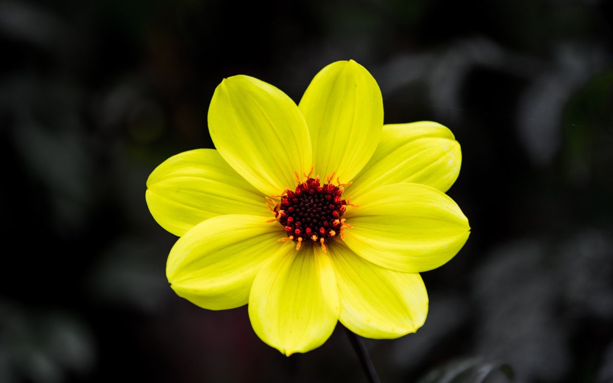 Daffodil Flower Yellow