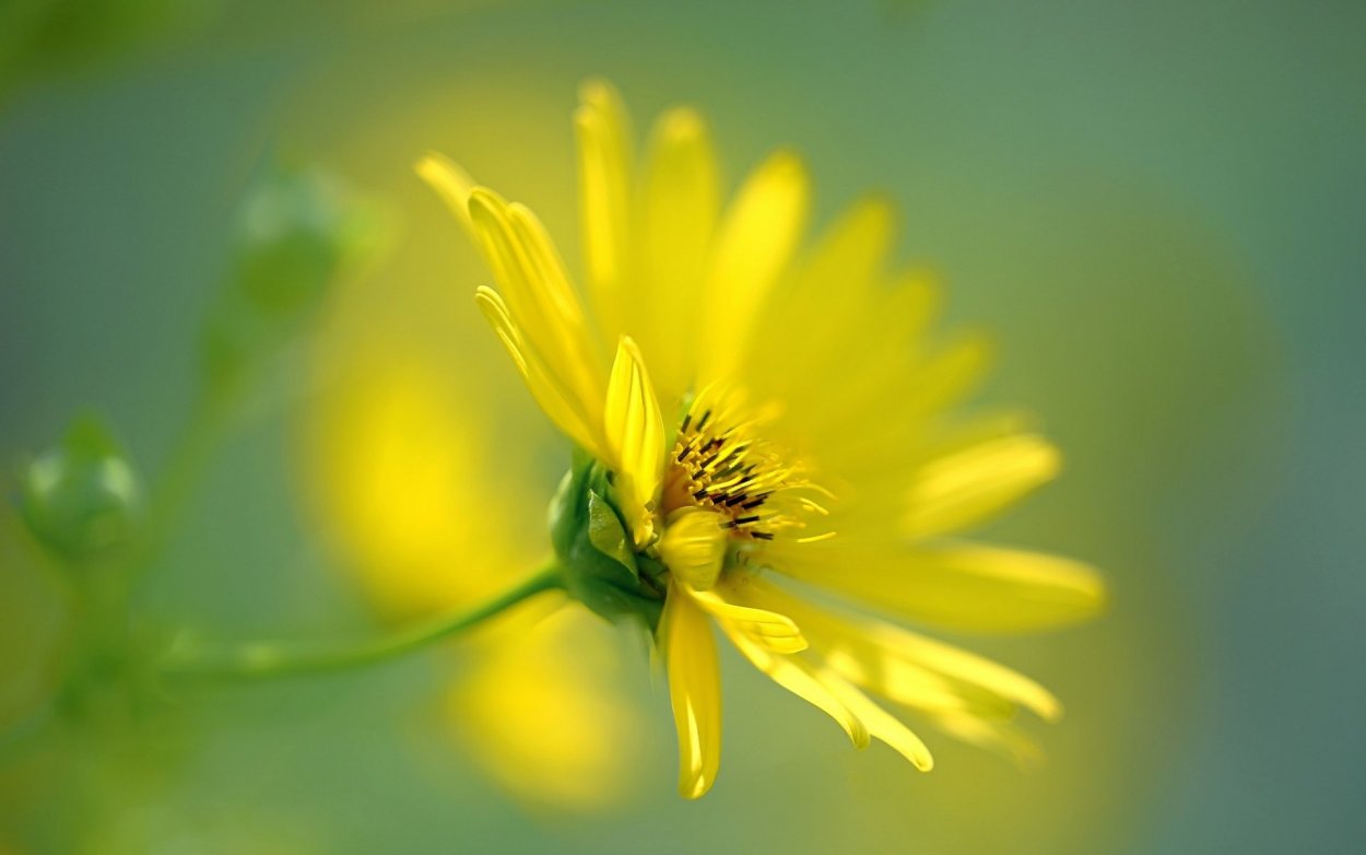 Мелкие цветочки на прозрачном фоне