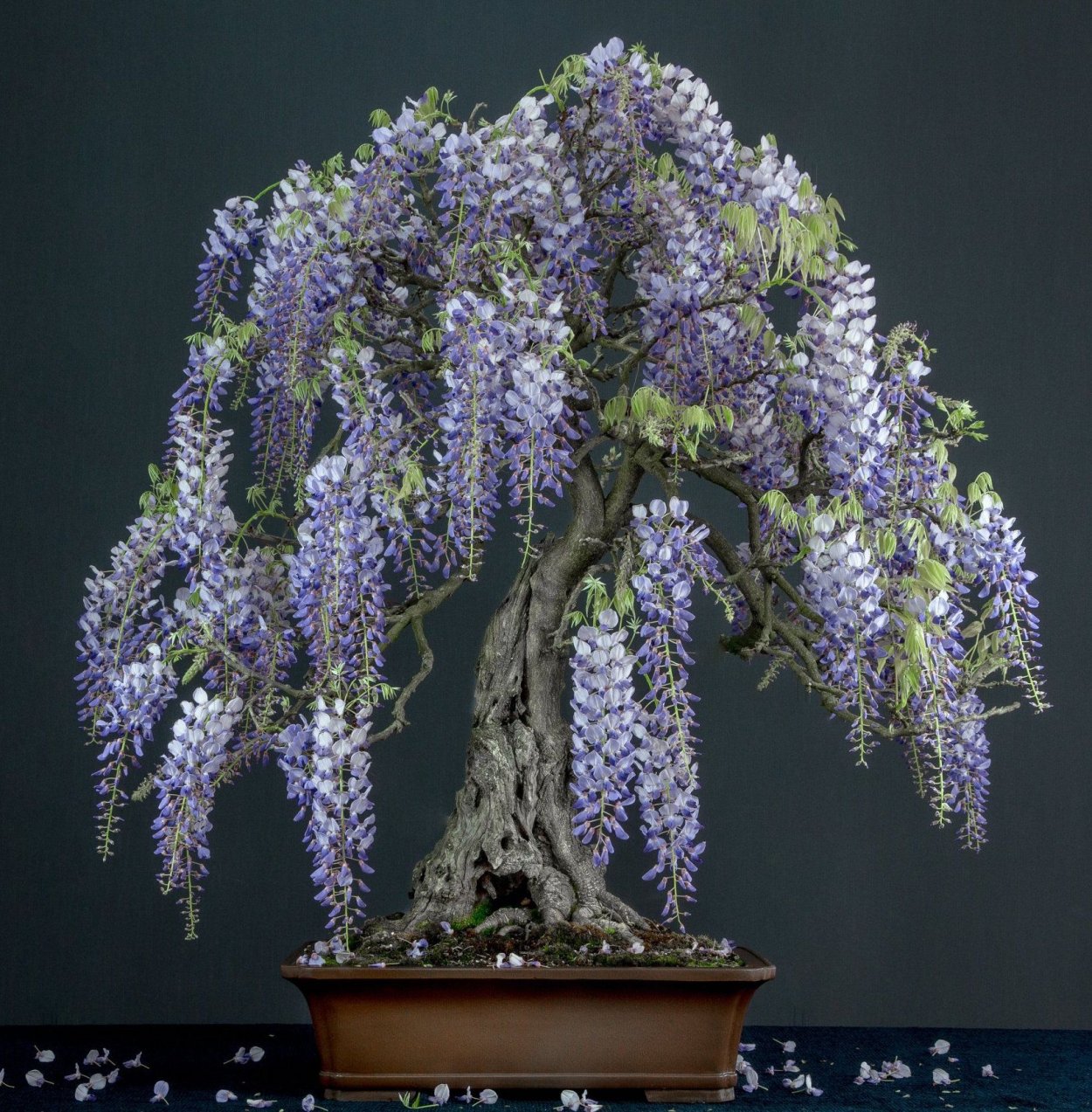 Глициния китайская бонсай