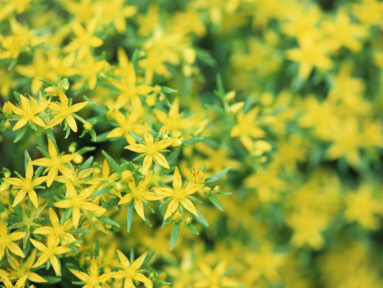 Цветок с 4 лепестками