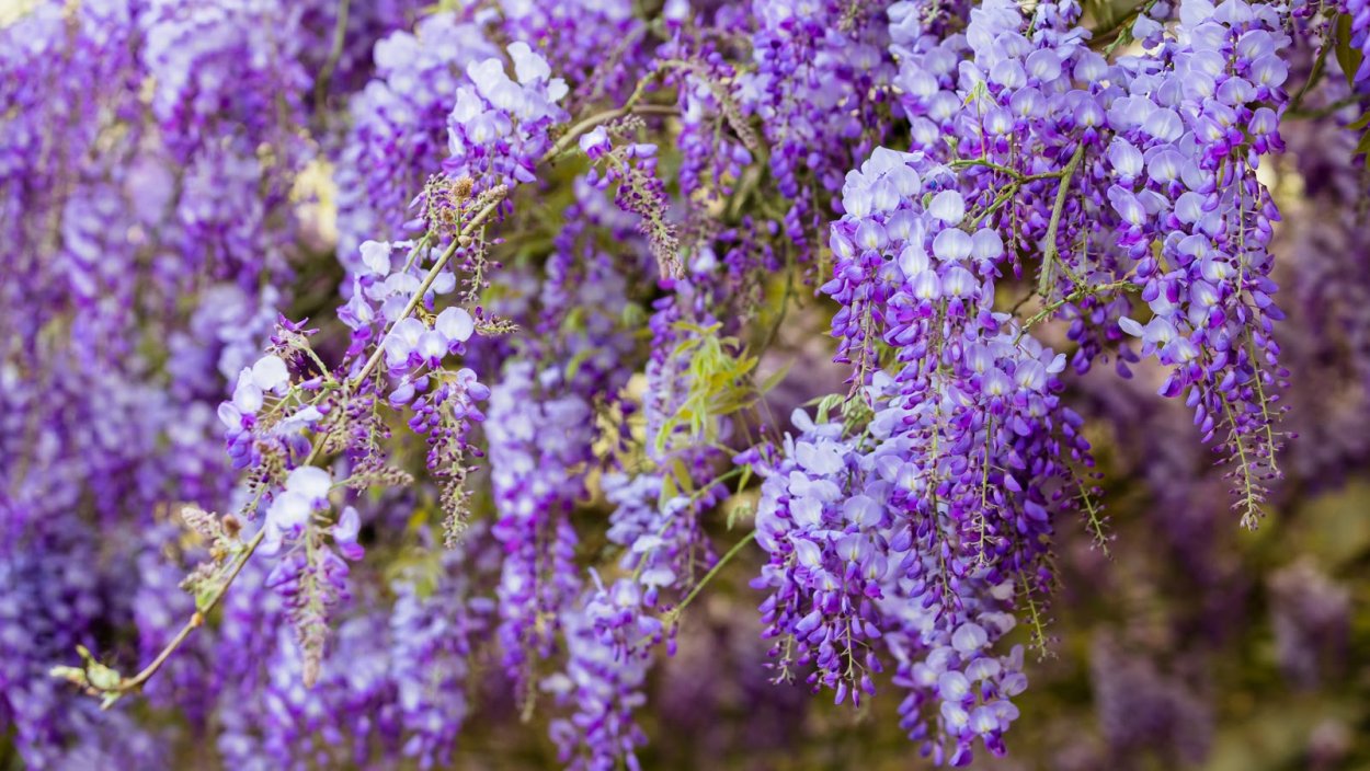 Глициния соцветие