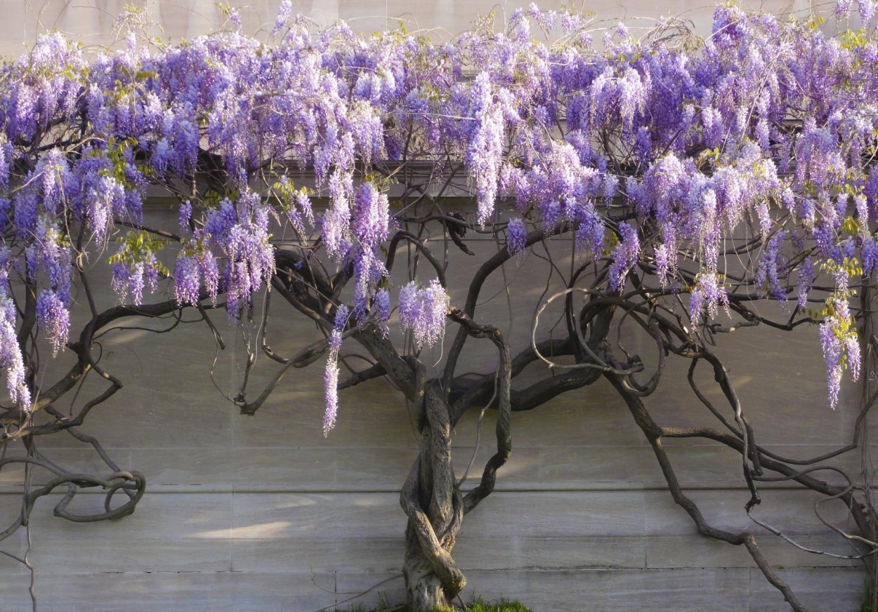 Глициния кустарниковая