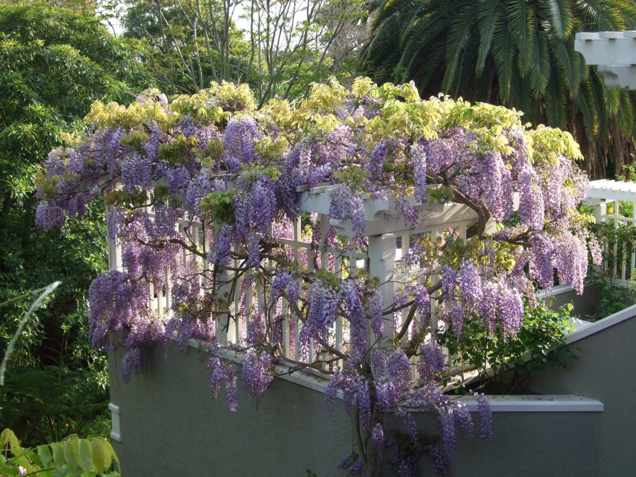 Вистерия Глициния