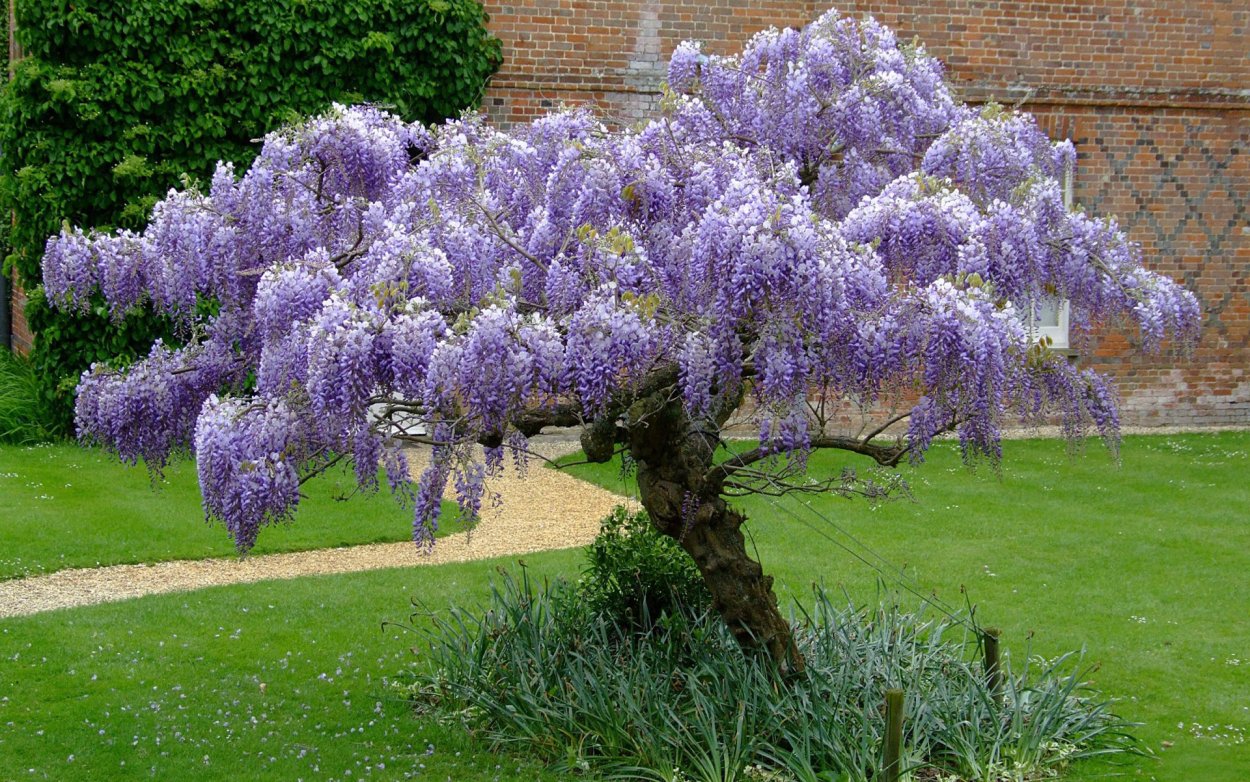 Глициния Вистерия Синенсис