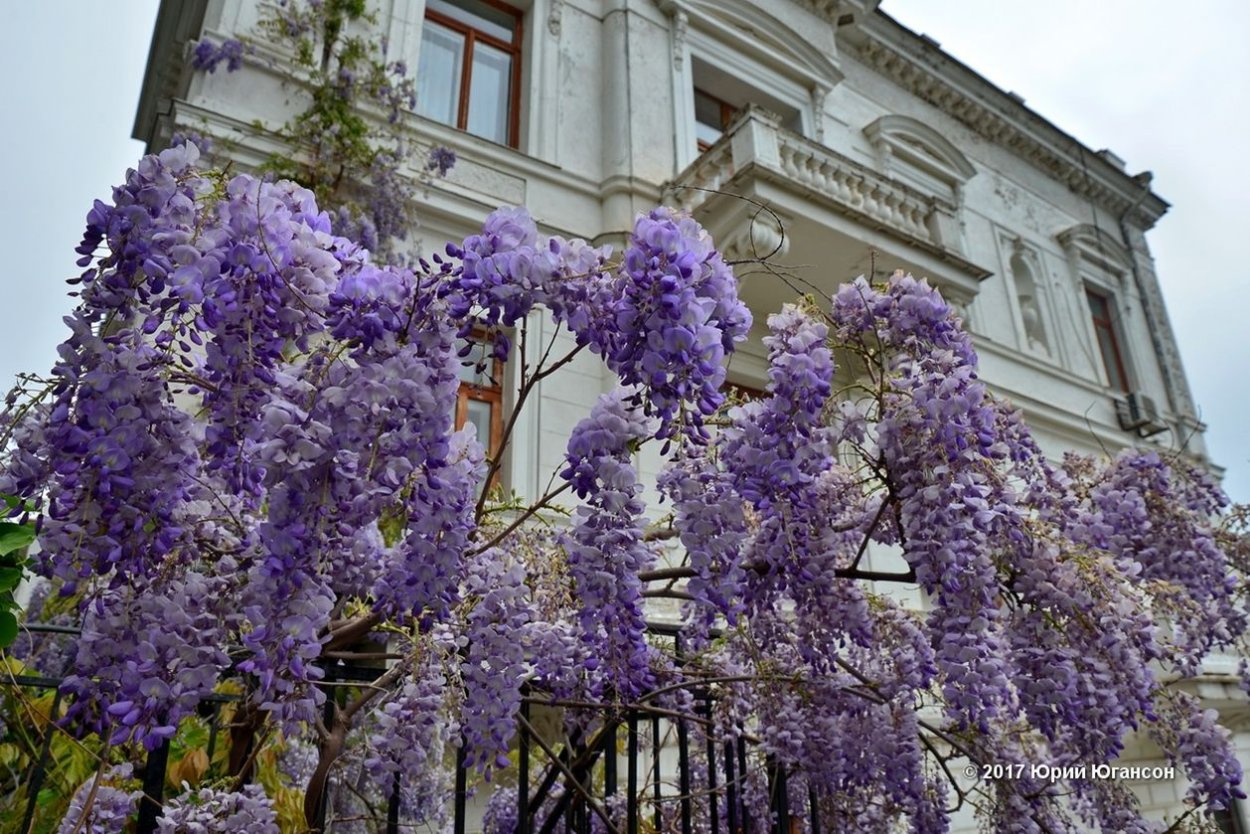 Глициния Ливадийский дворец
