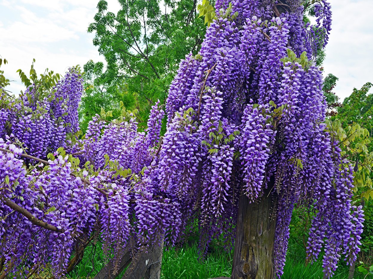 Глициния сиреневая "китайская"