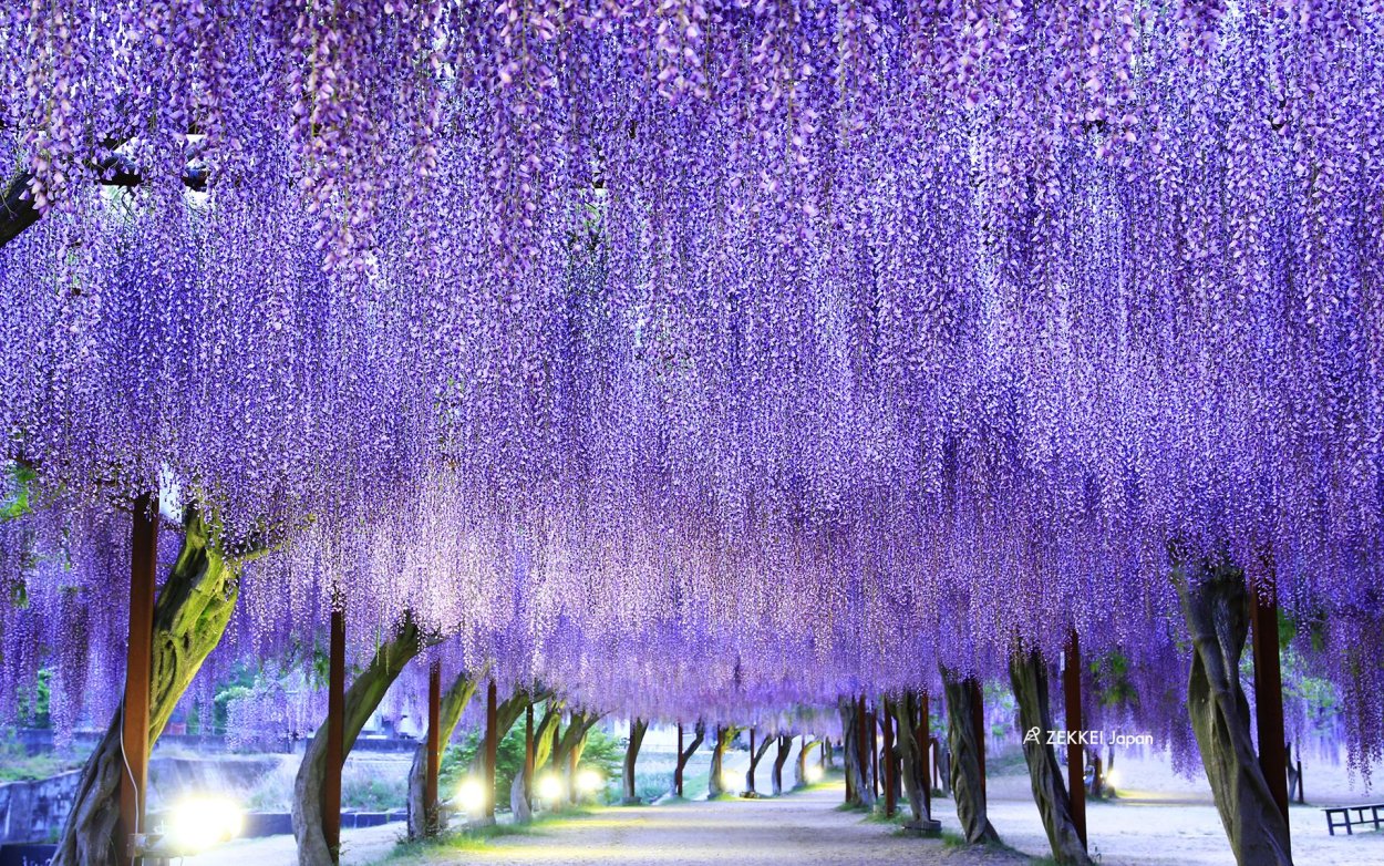 Глициния укиё