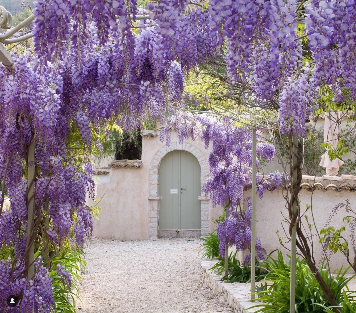 Глициния Вистерия Лиана