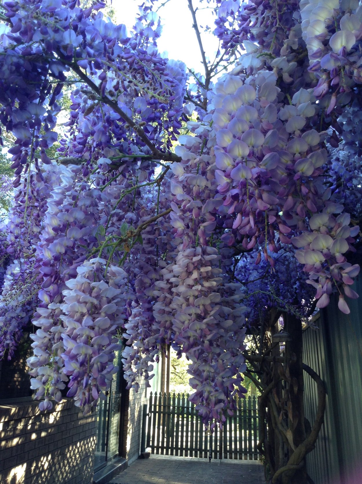 Голубая японская Глициния