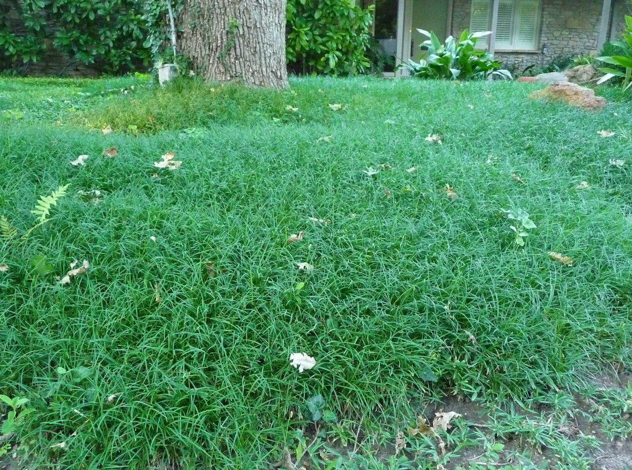 Спорыш газон