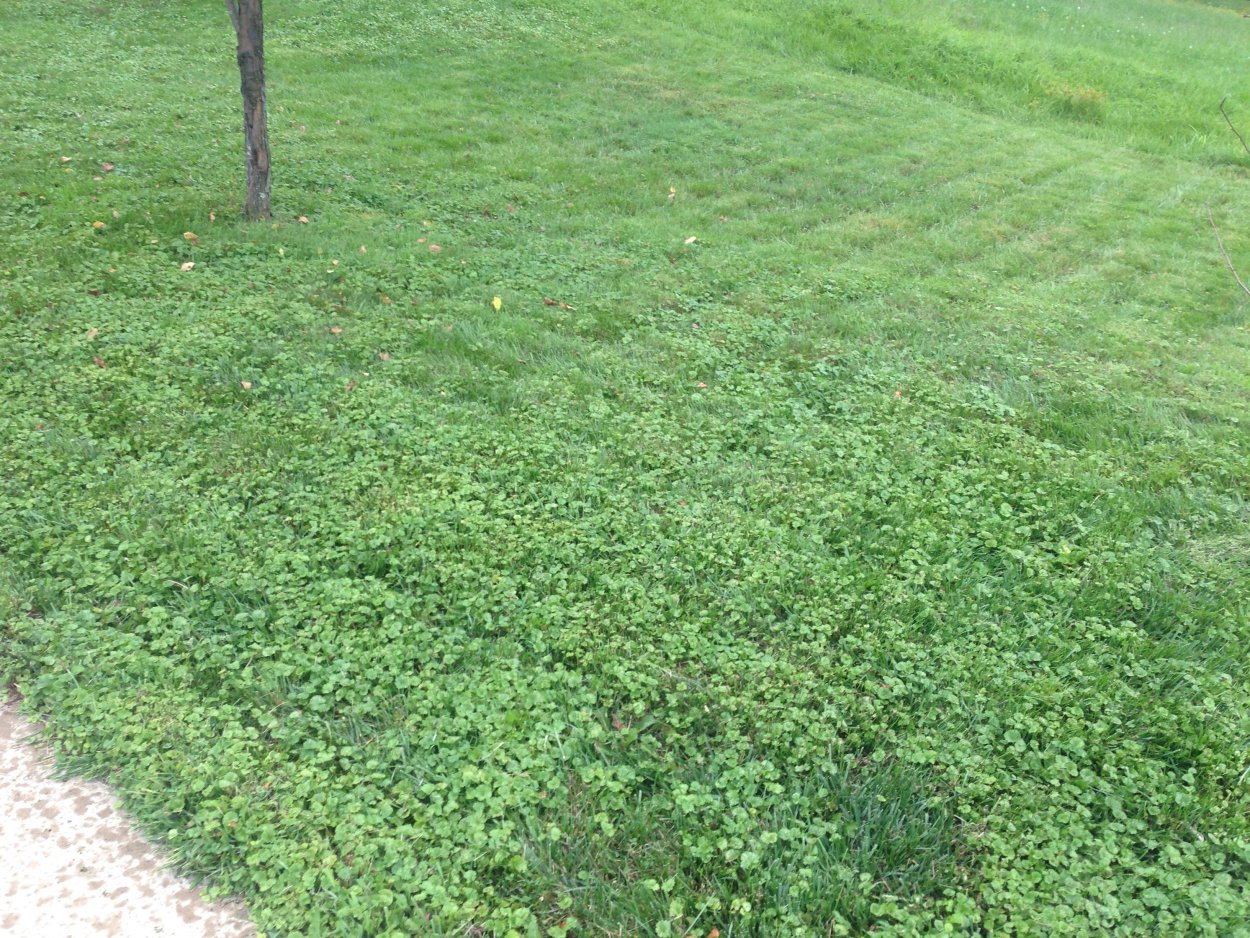 Спорыш газонная трава