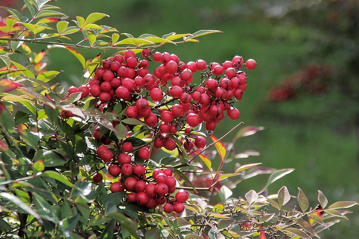 Арония кизильник