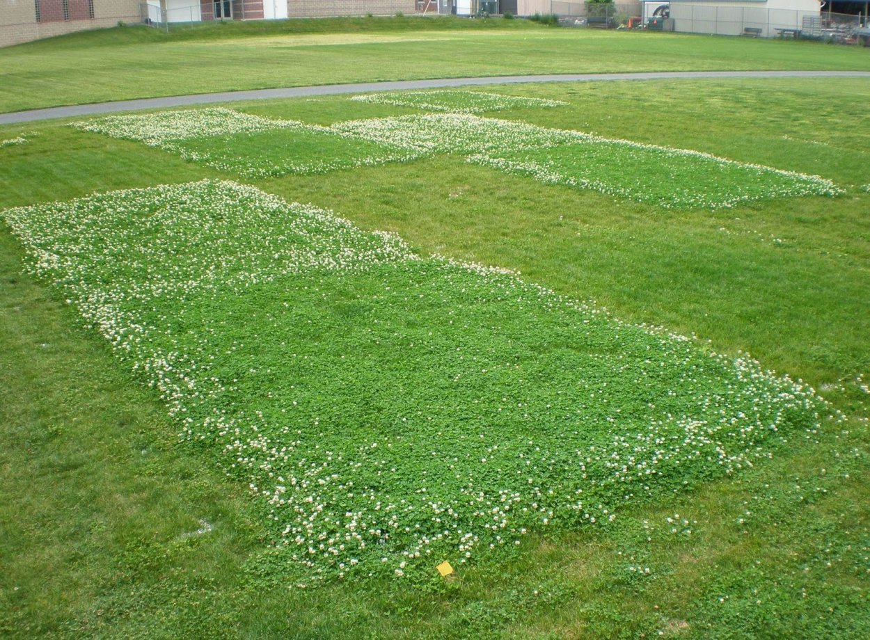 Овсяница красная для газона