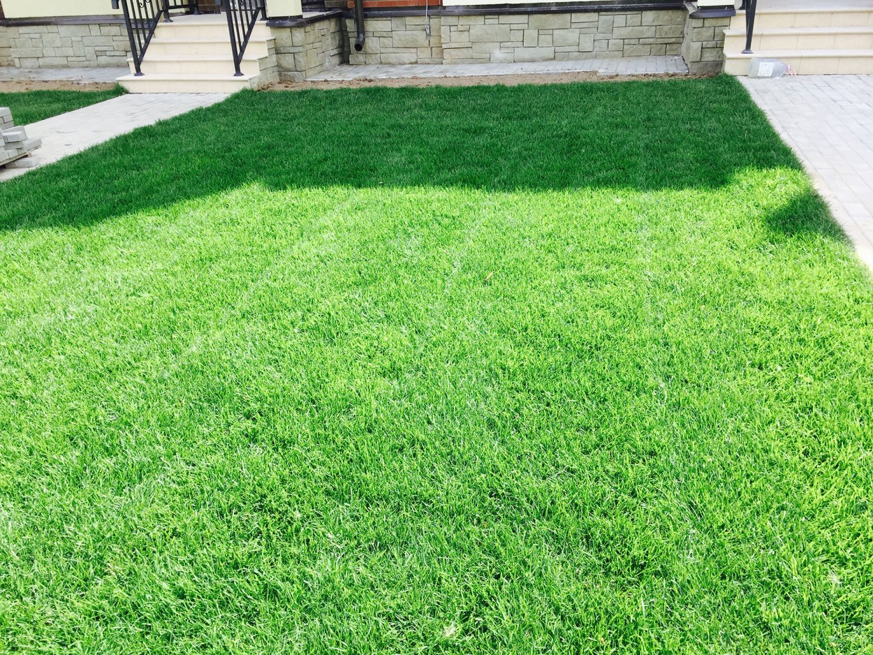 Ривенделл Клевер белый