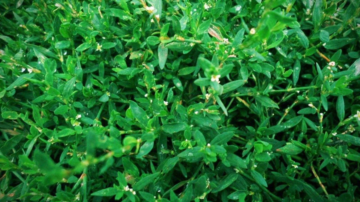 Сорняки в газонной траве