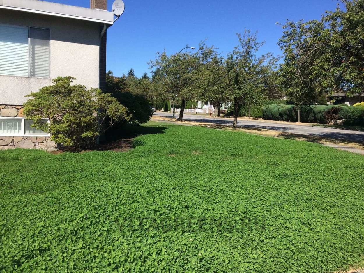 Горца птичьего трава 50г