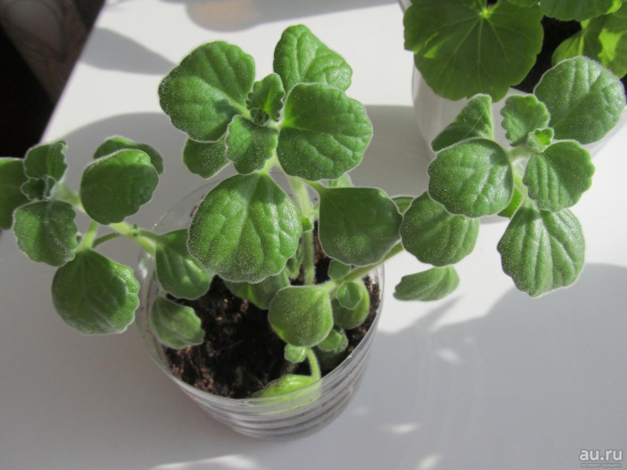 Портулакария Афра Вариегата бонсай