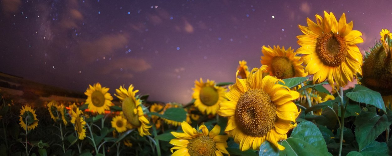 Подсолнух за солнцем