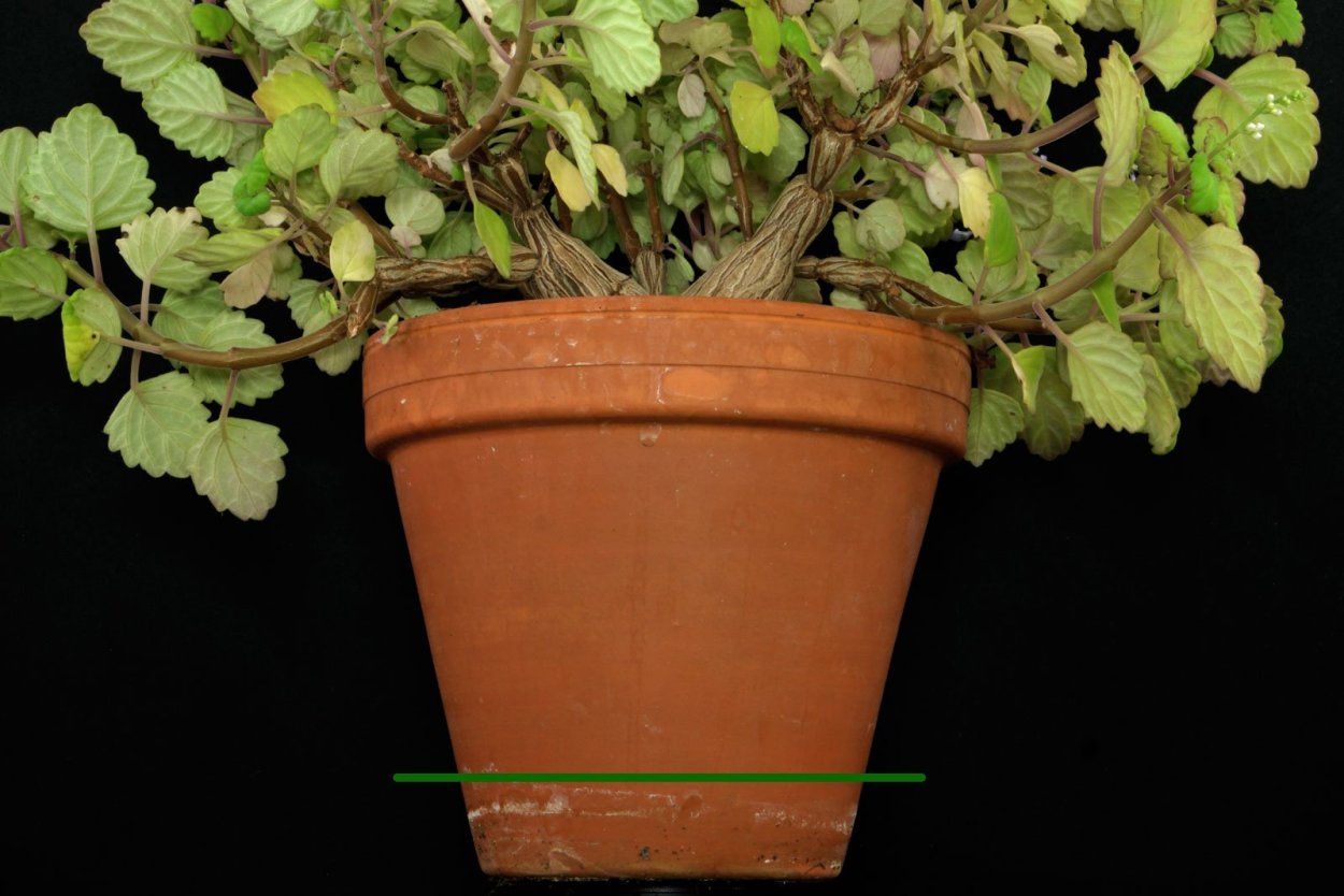 Плектрантус с желтым краем