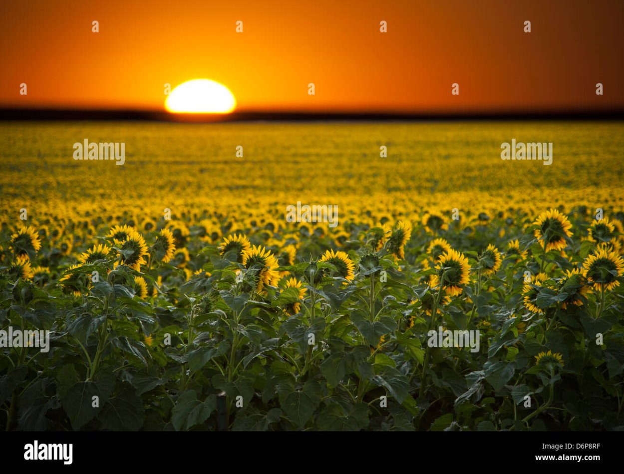Подсолнухи повернуты от солнца