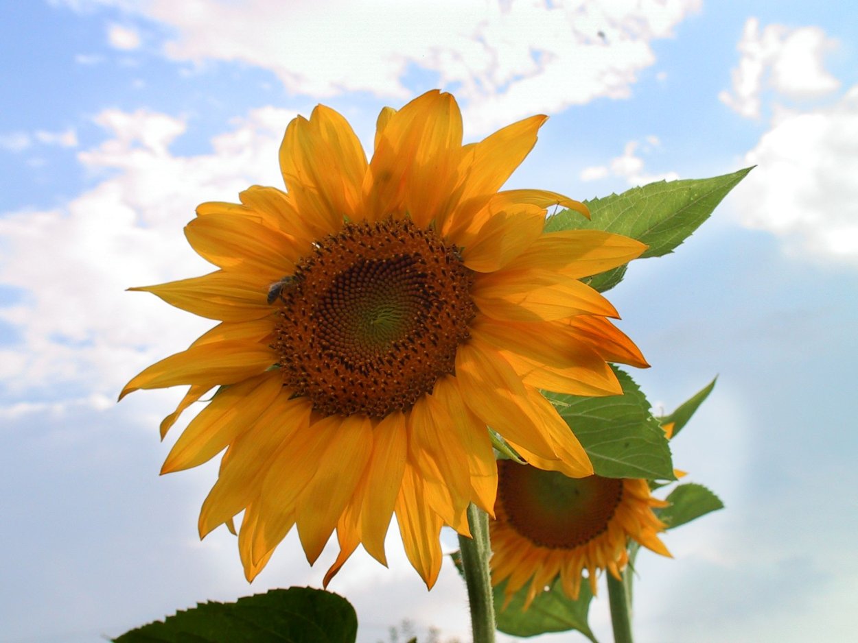 Подсолнух гуль