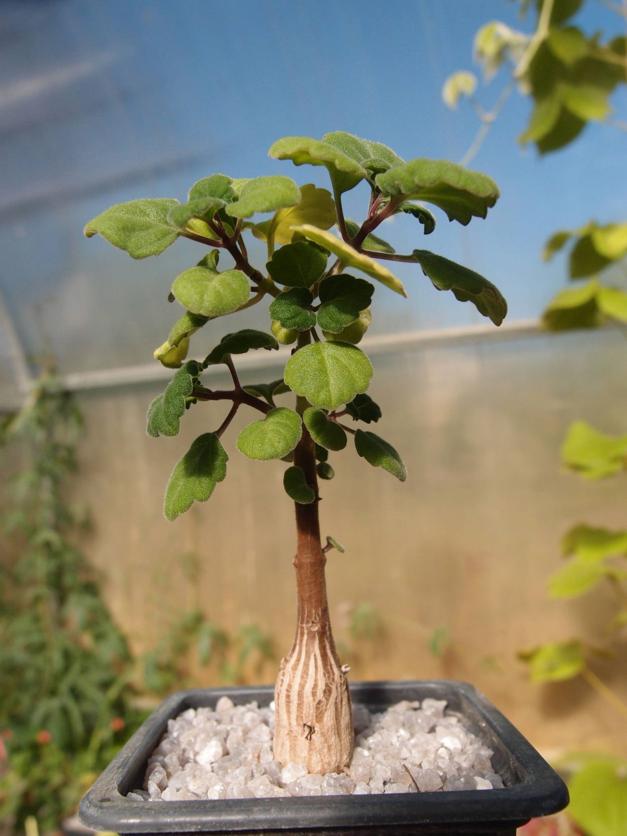 Плектрантус бонсай