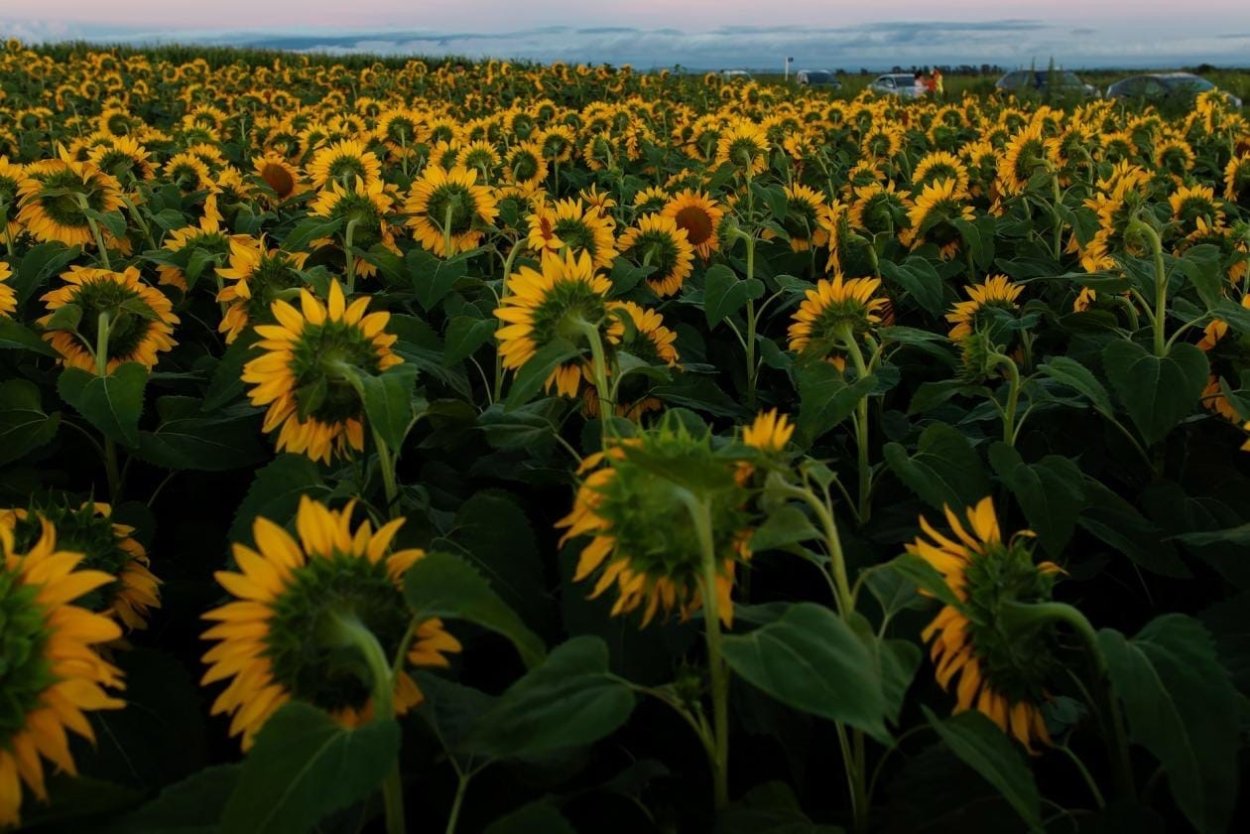 Поля подсолнухов Анапа