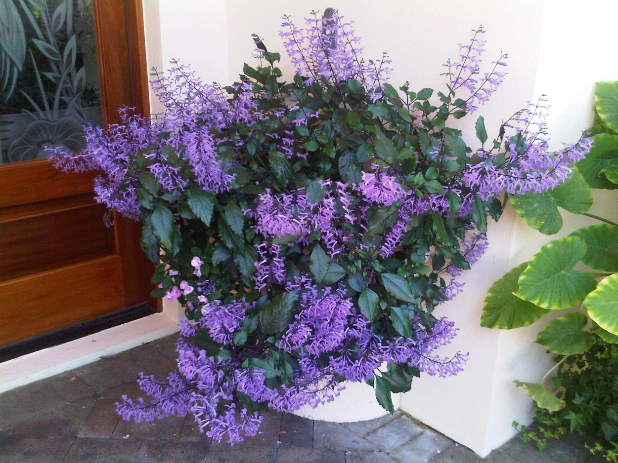 Плектрантус ernstii