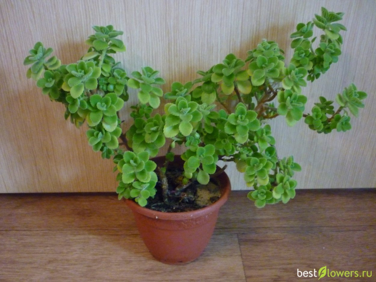 Плектрантус колеодес