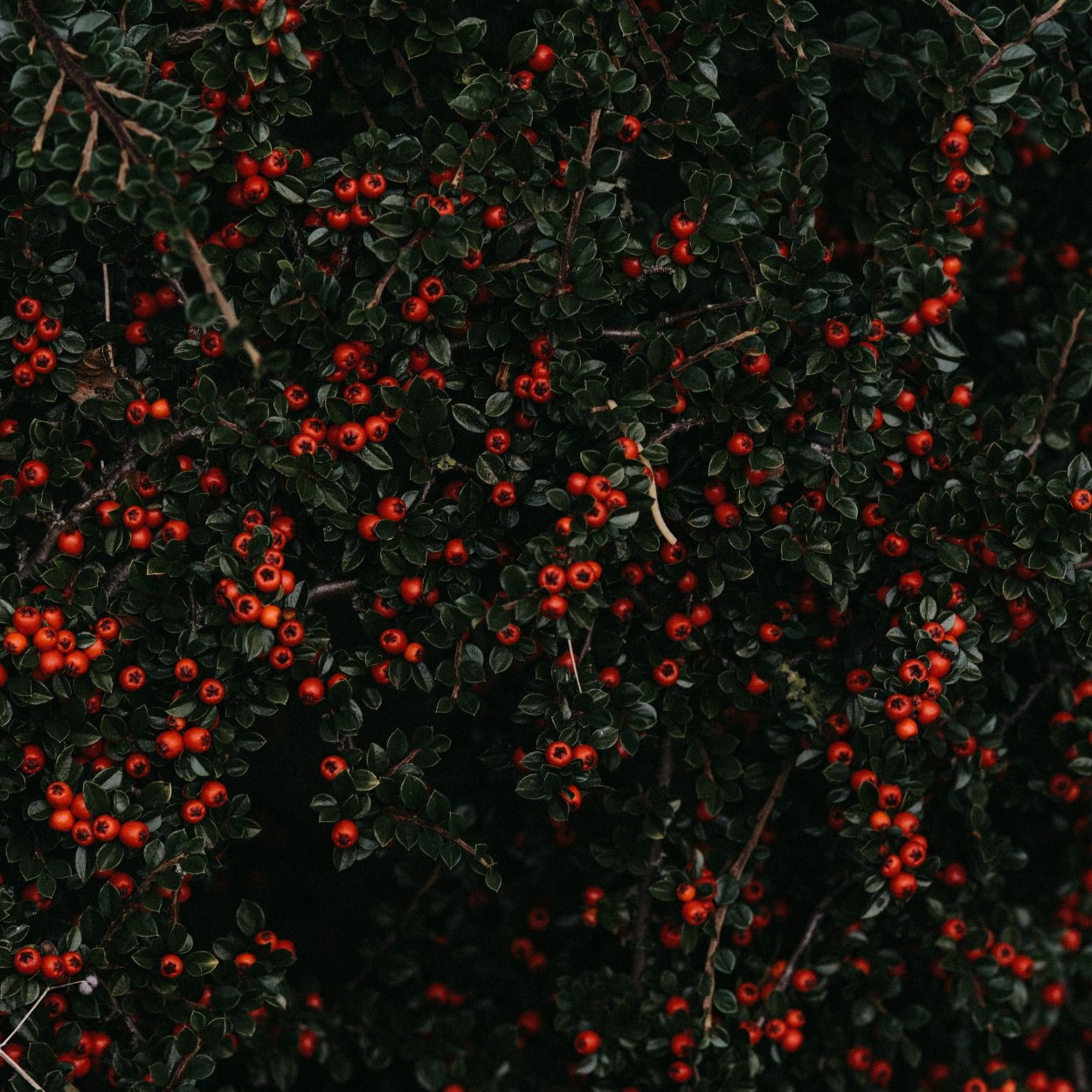 Куст с красными ягодами