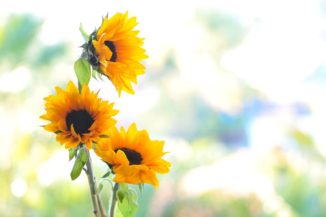 Нежные Подсолнухи