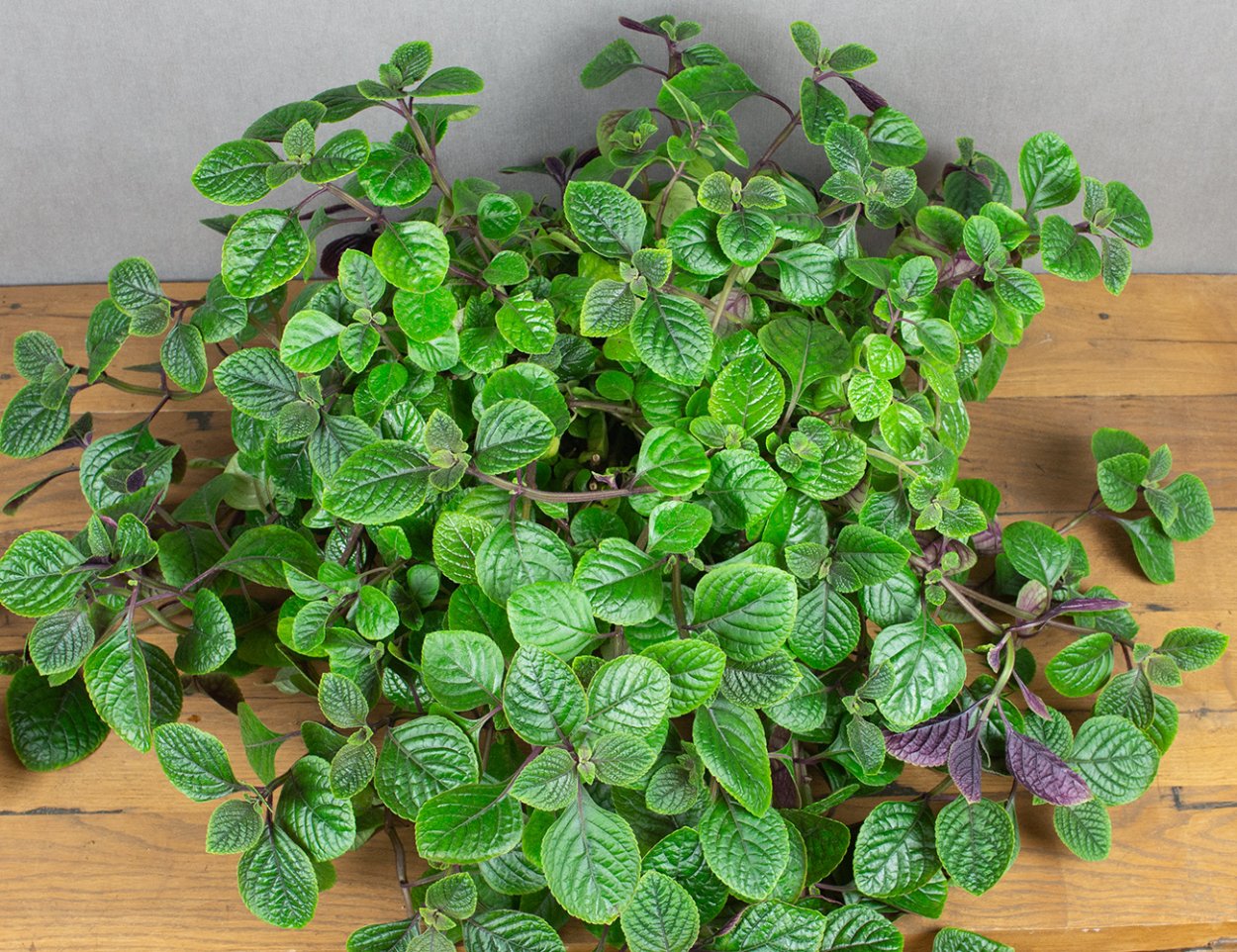 Плектрантус каудексный Эрнста