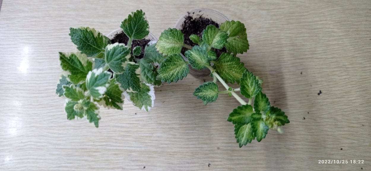 Плектрантус parviflorus