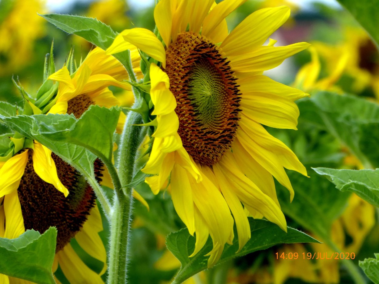 Подсолнухи вид снизу