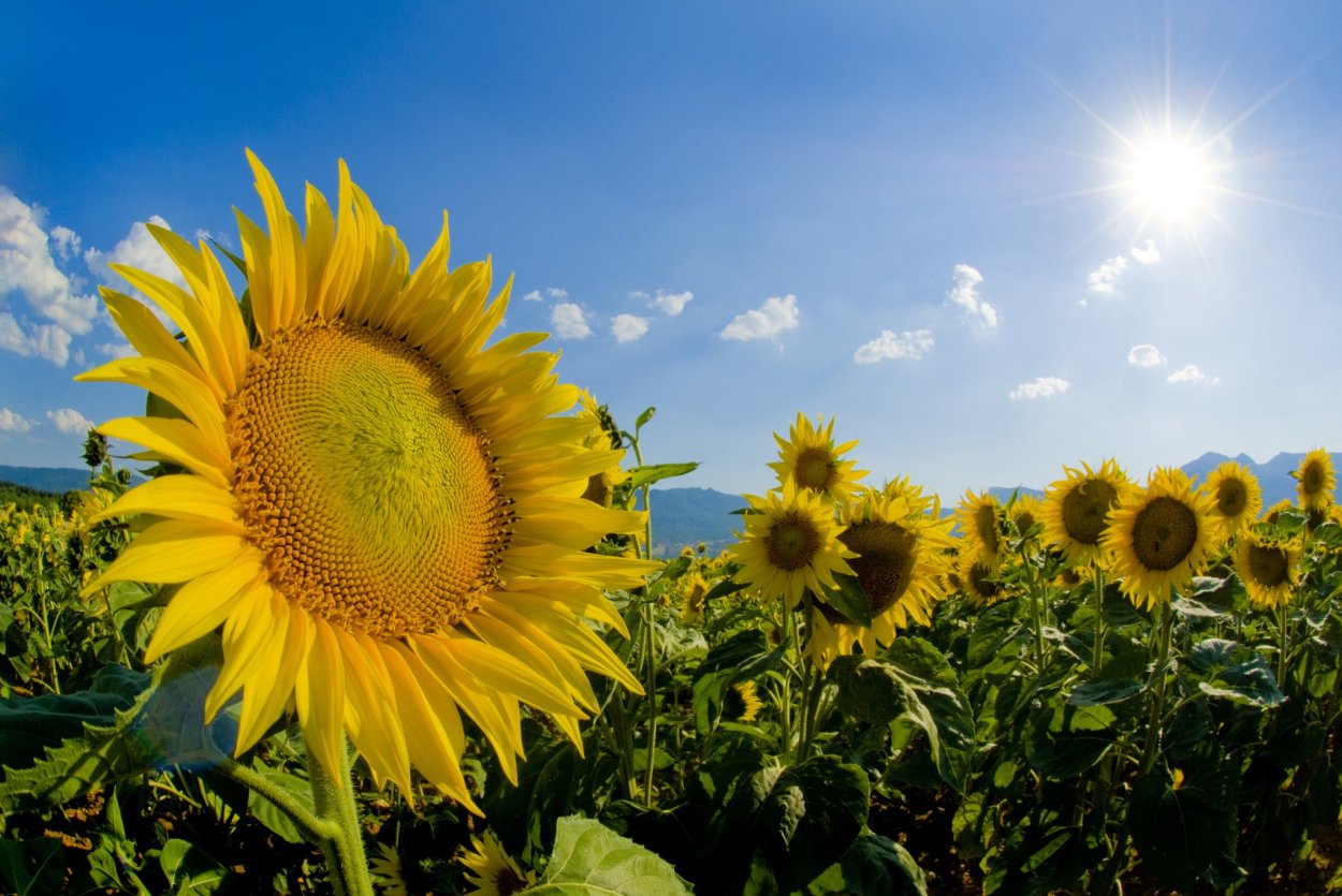 Подсолнухи и солнце