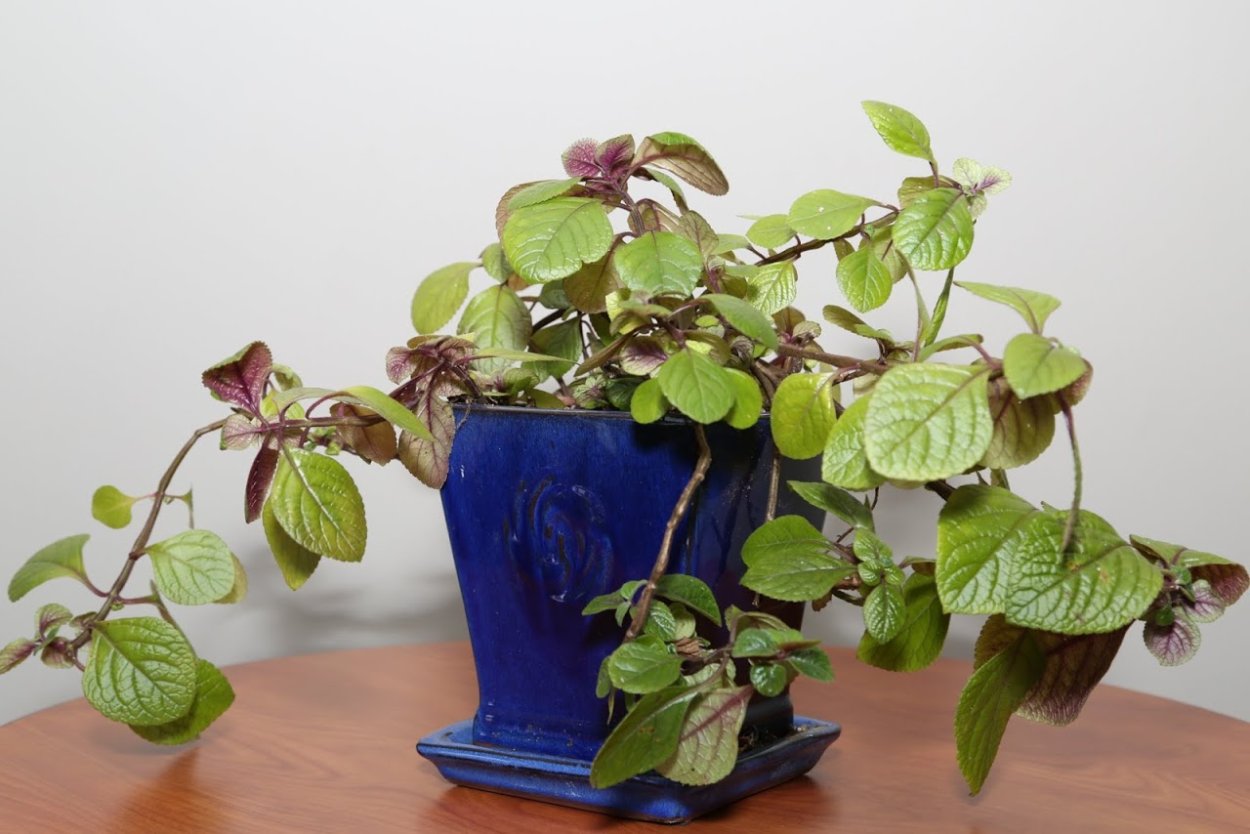 Плектрантус дуболистный