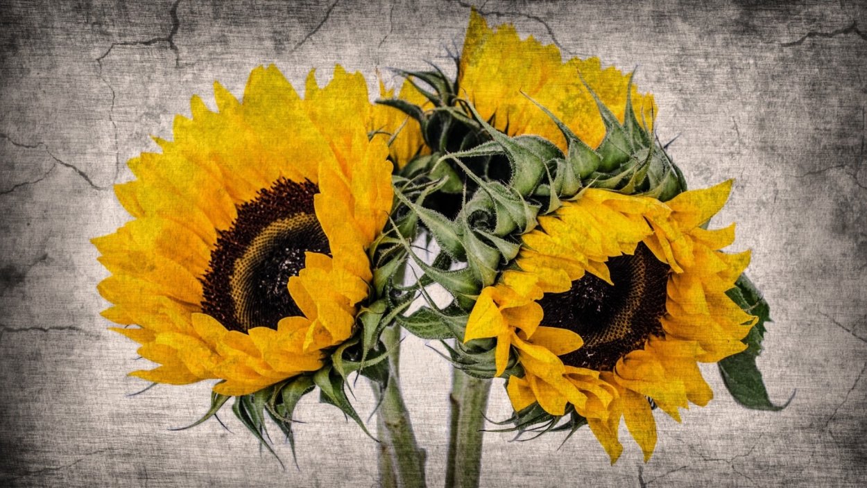 Подсолнух старый