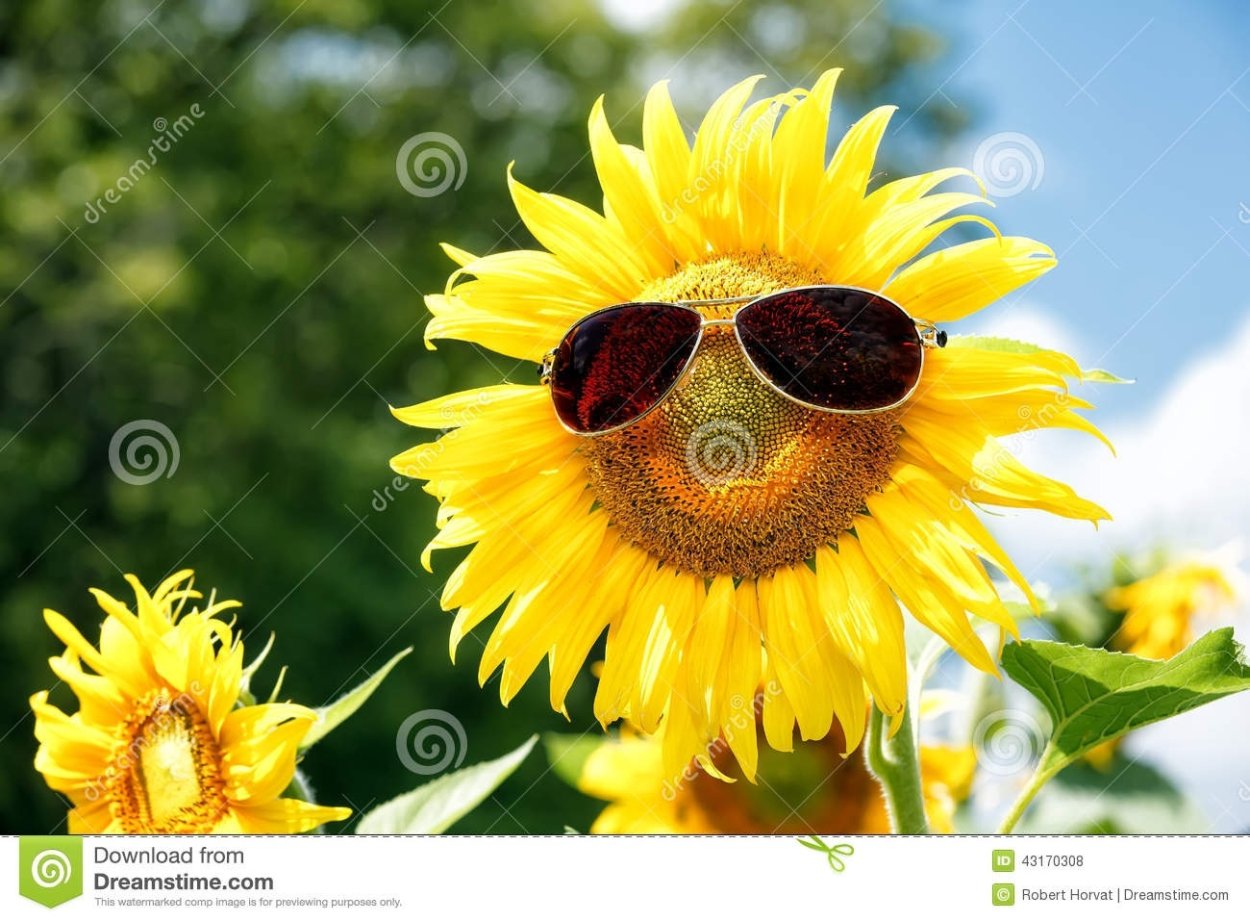 Подсолнух в очках