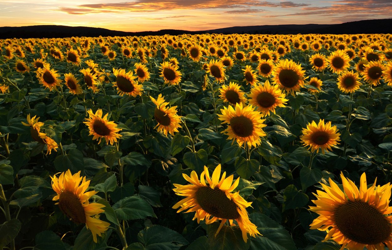 Красивое поле подсолнухов