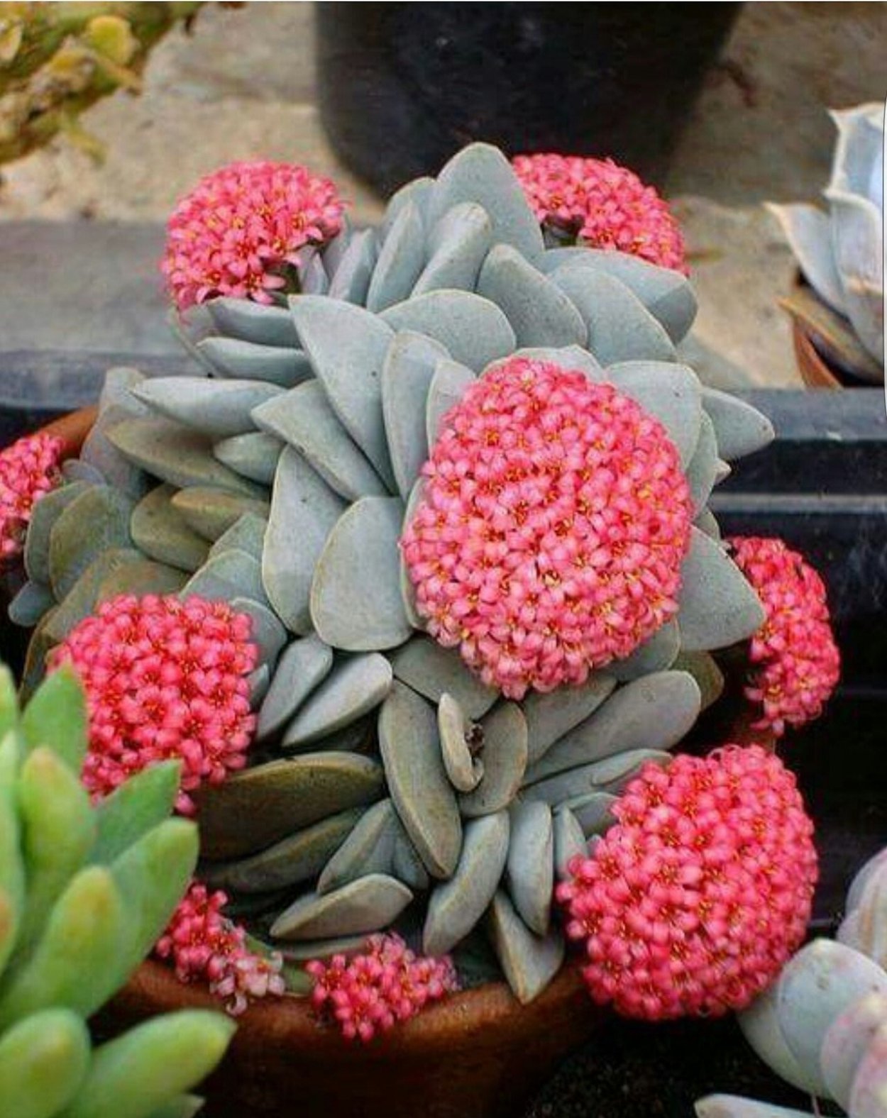 Суккуленты Крассула Морган