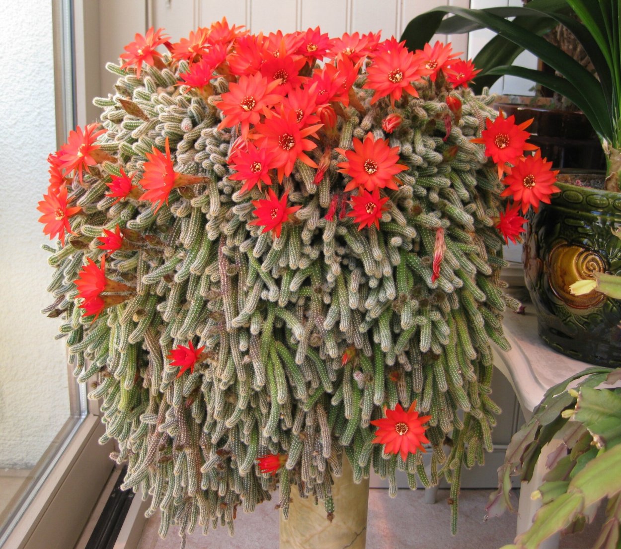 Chamaecereus silvestrii