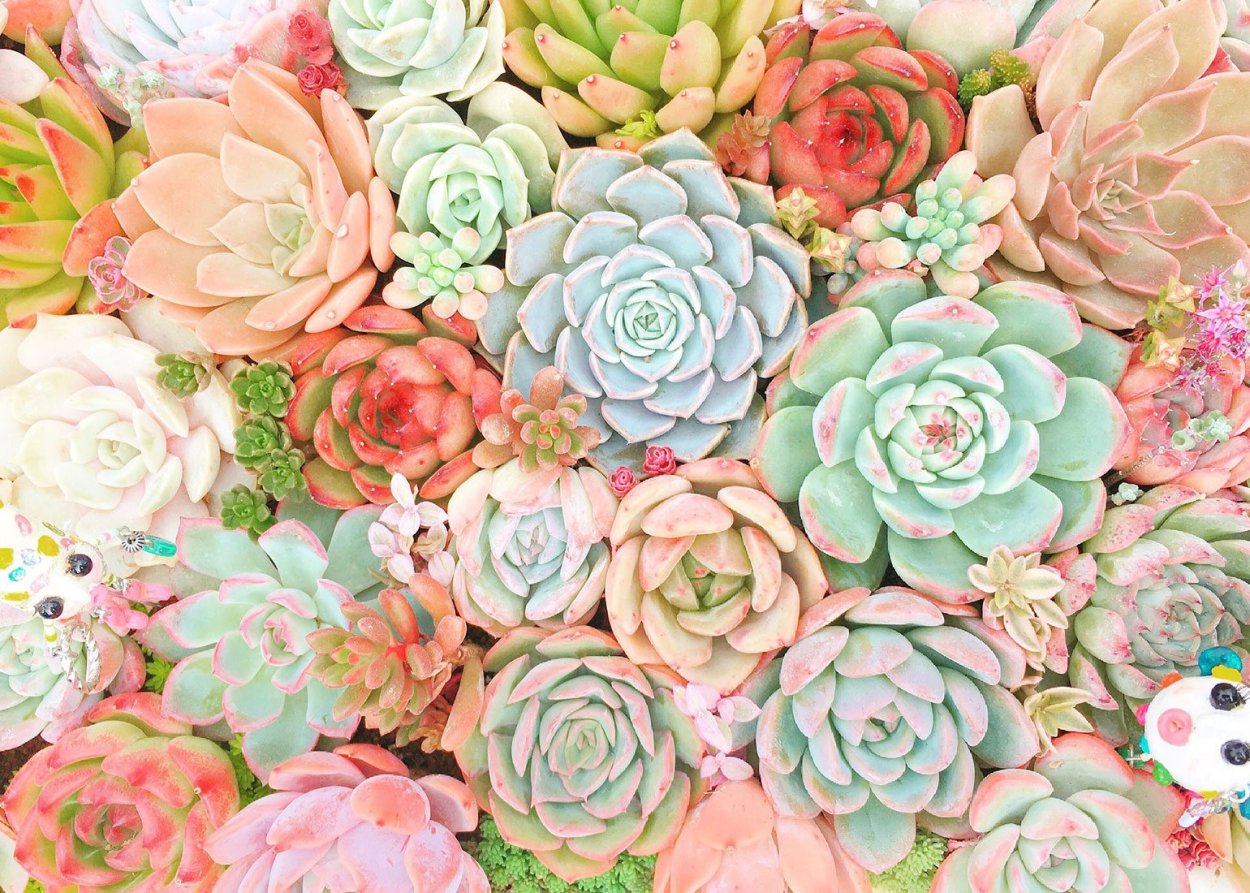 Флэтлэй Суккуленты