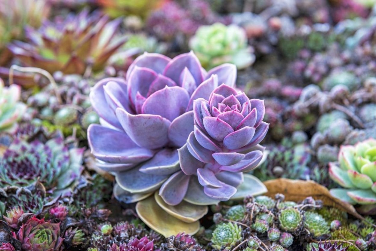 Суккуленты Эстетика Аквамарин